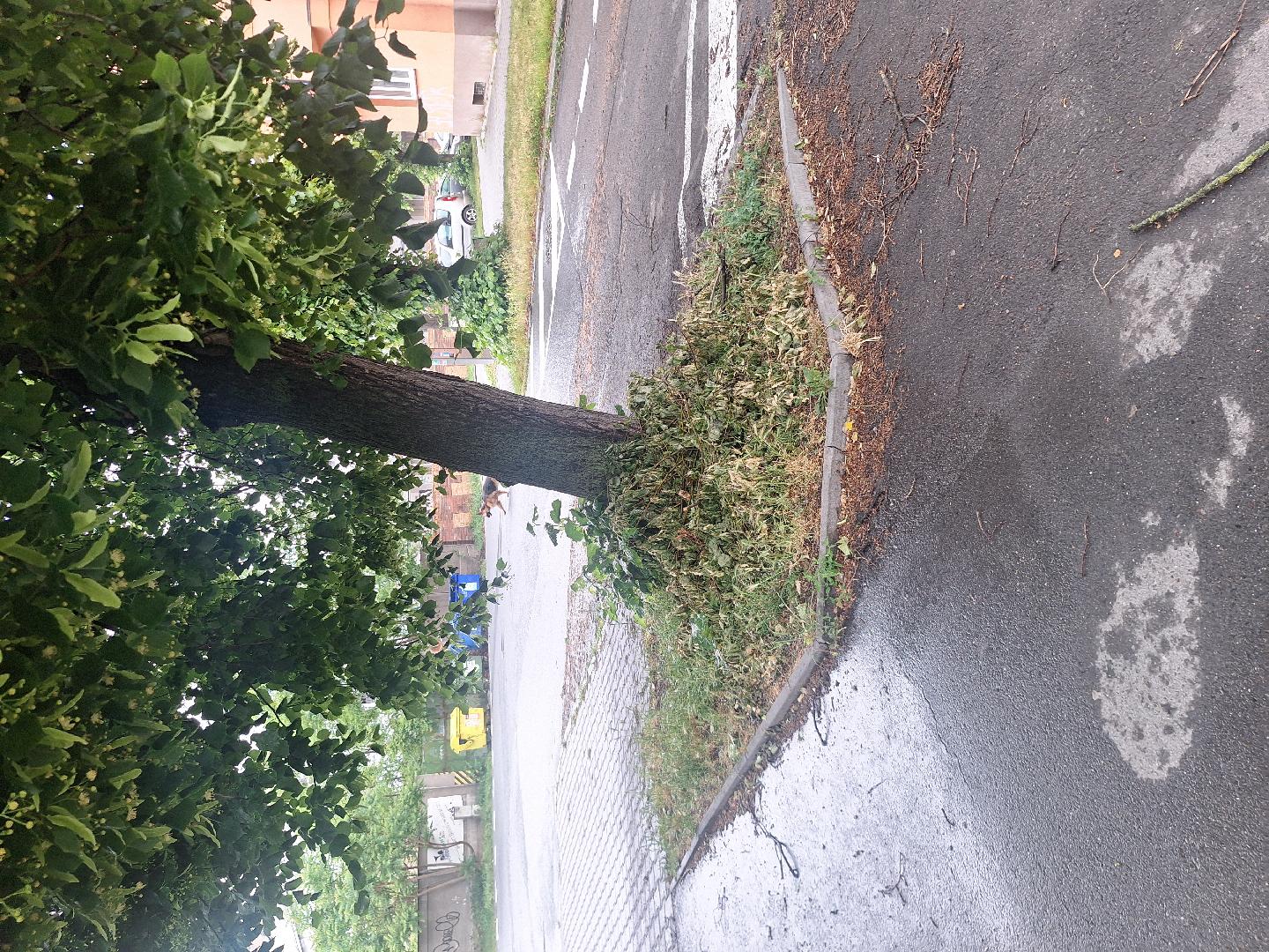 větve 
