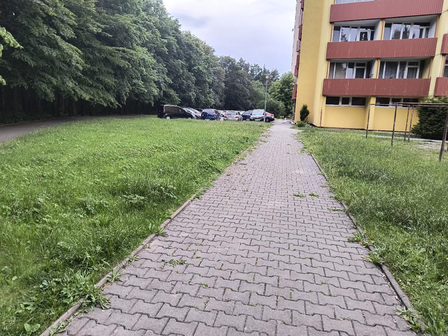 vysoká tráva 