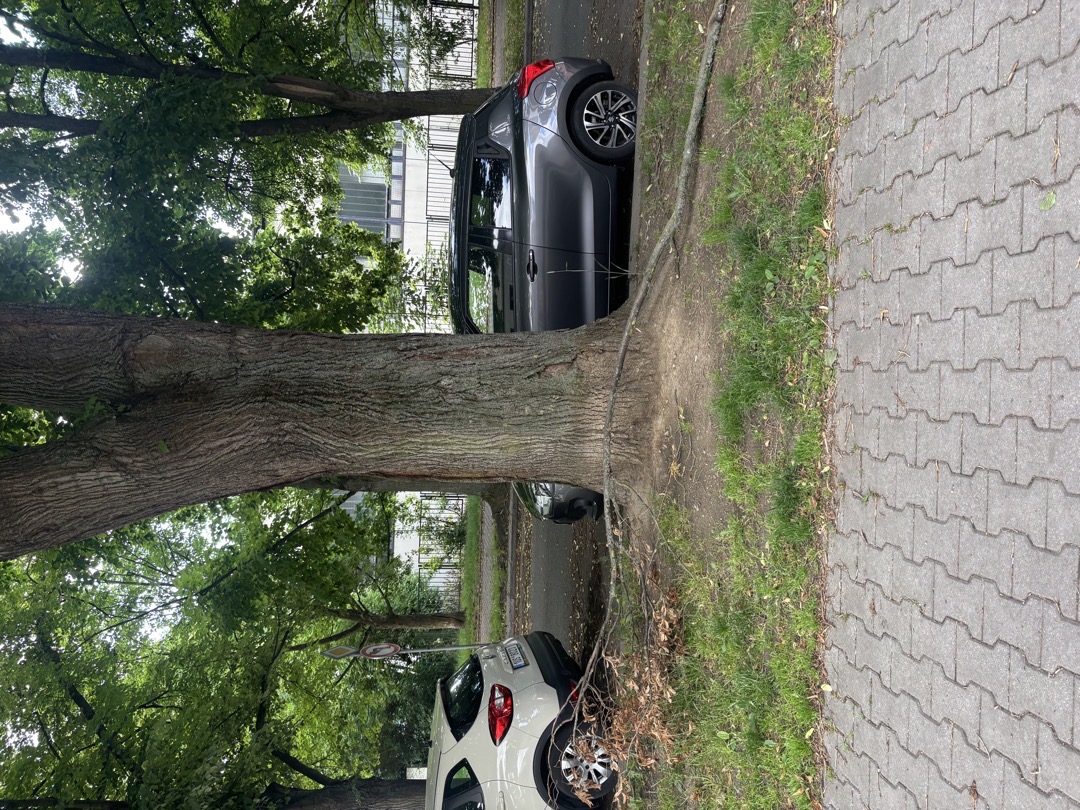 spadlá větev 