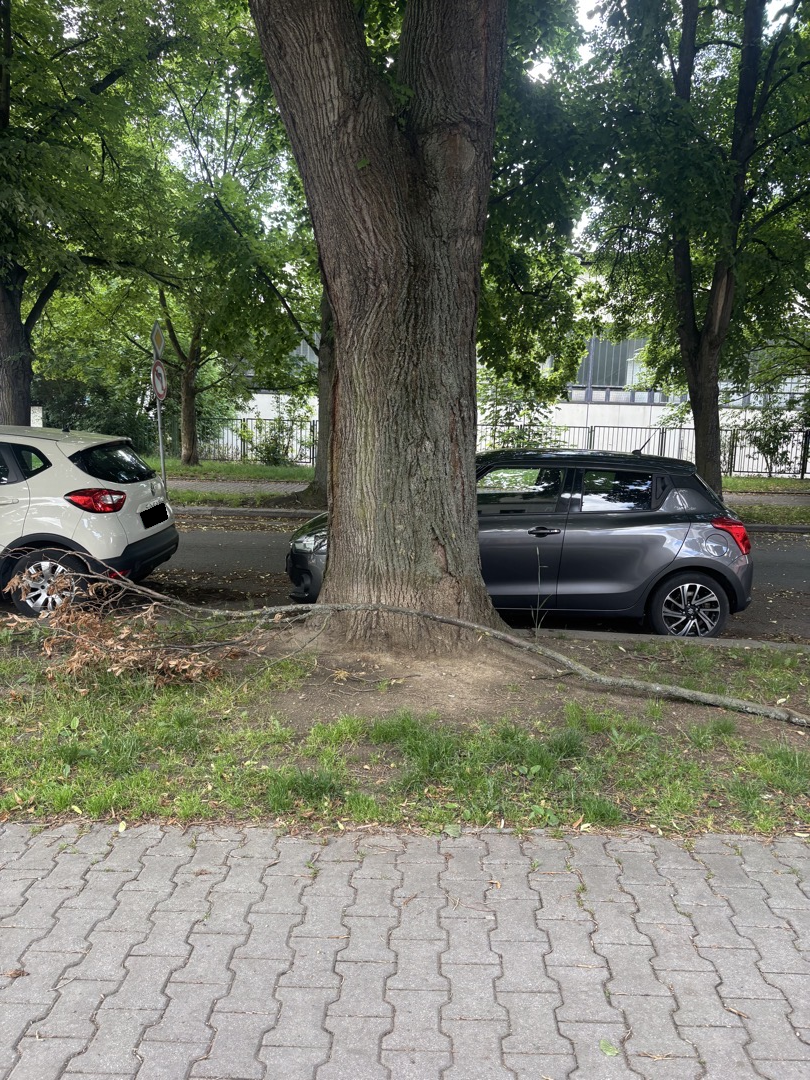 Spadlá větev