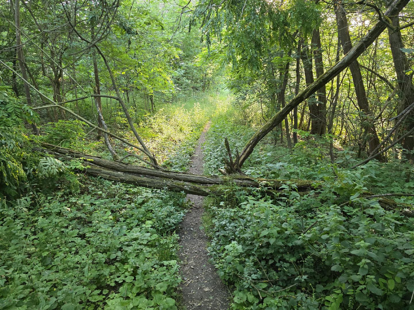 Spadený strom přes cestu