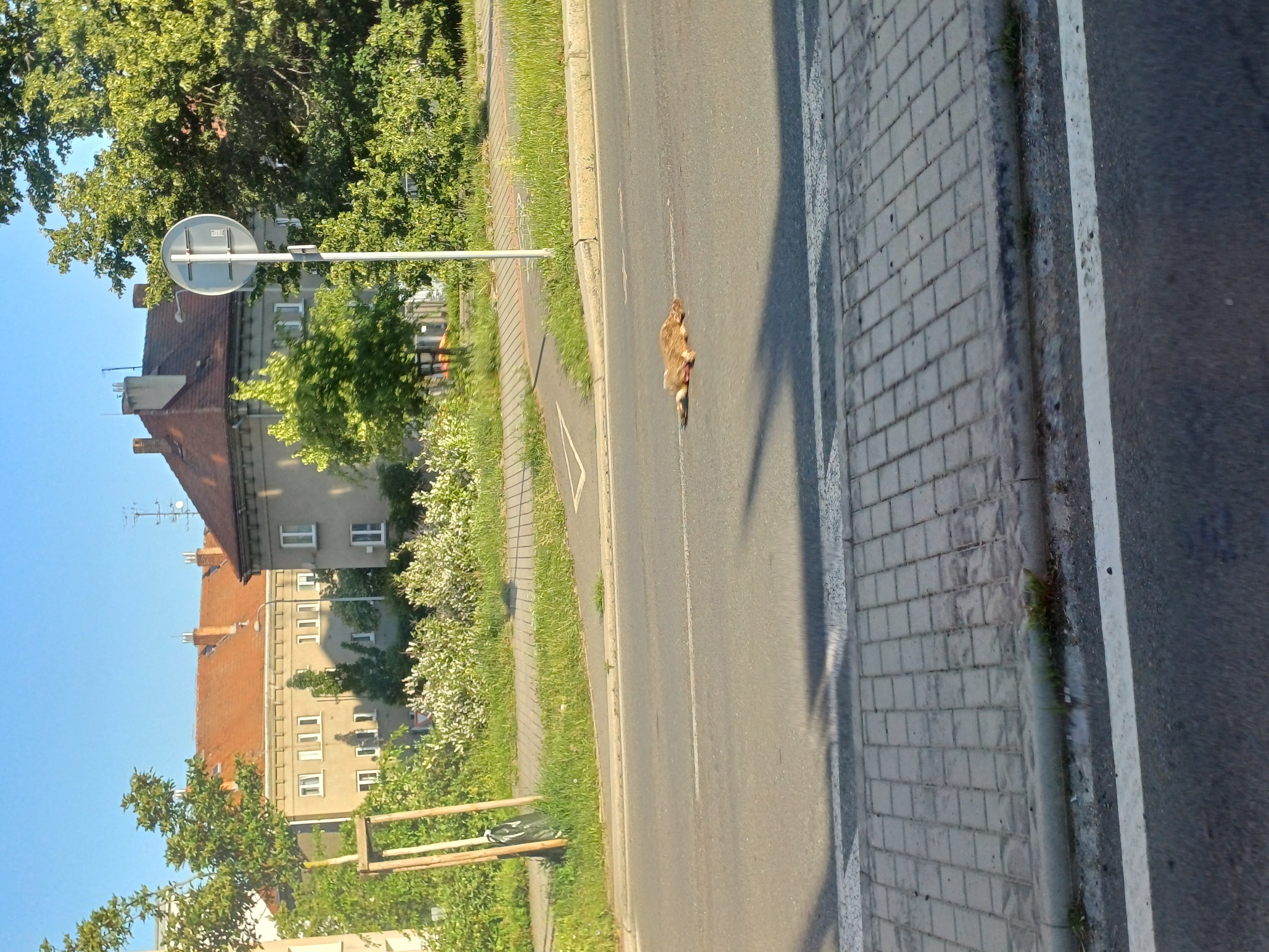 Mrtvé zvíře
