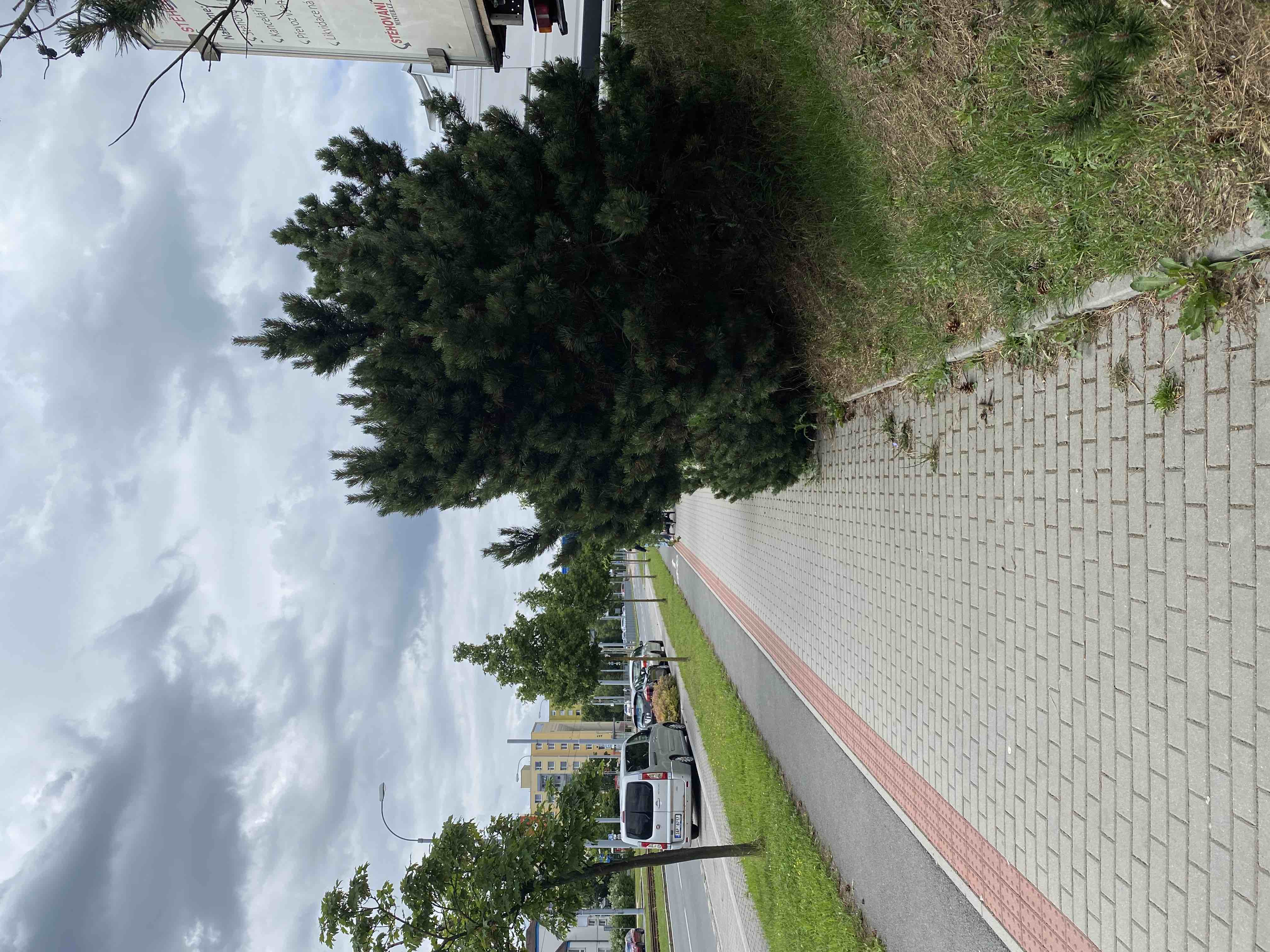 Ořez větví