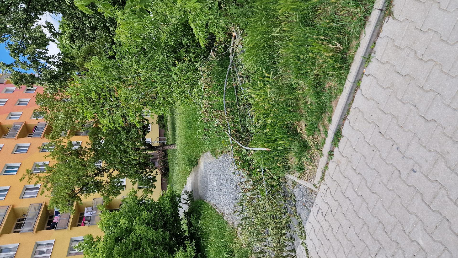 Popadané větve