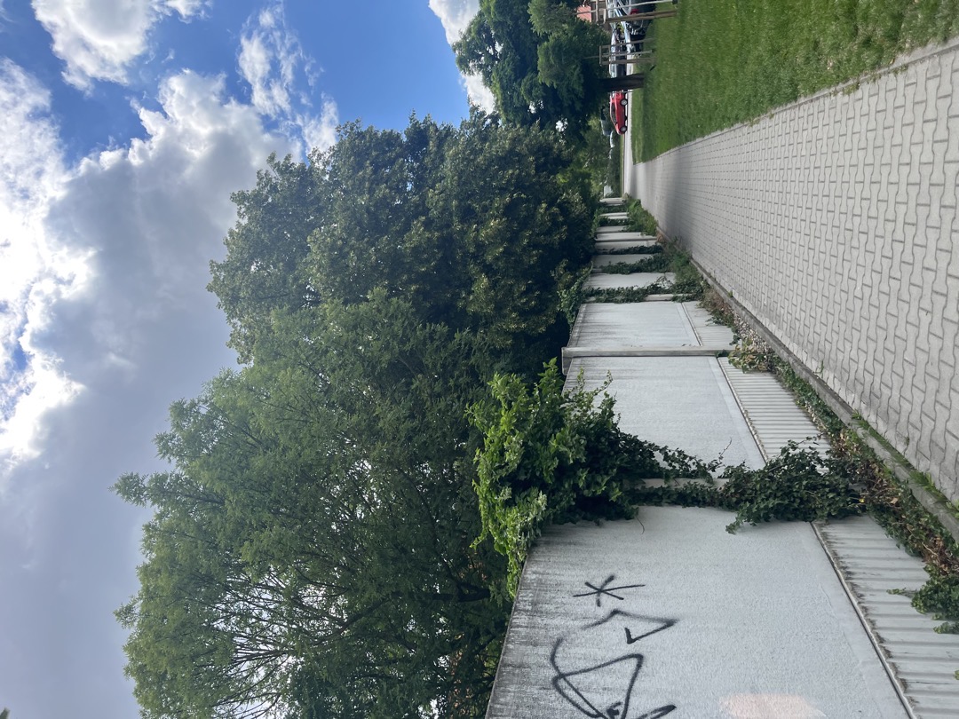 zeleň 