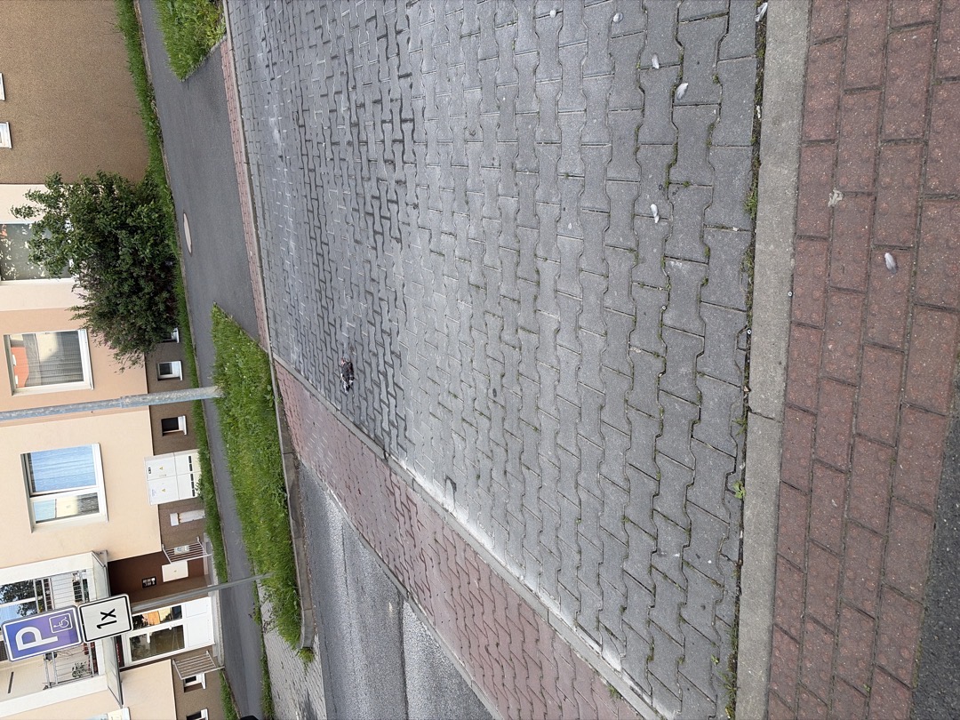 Přejetý holub