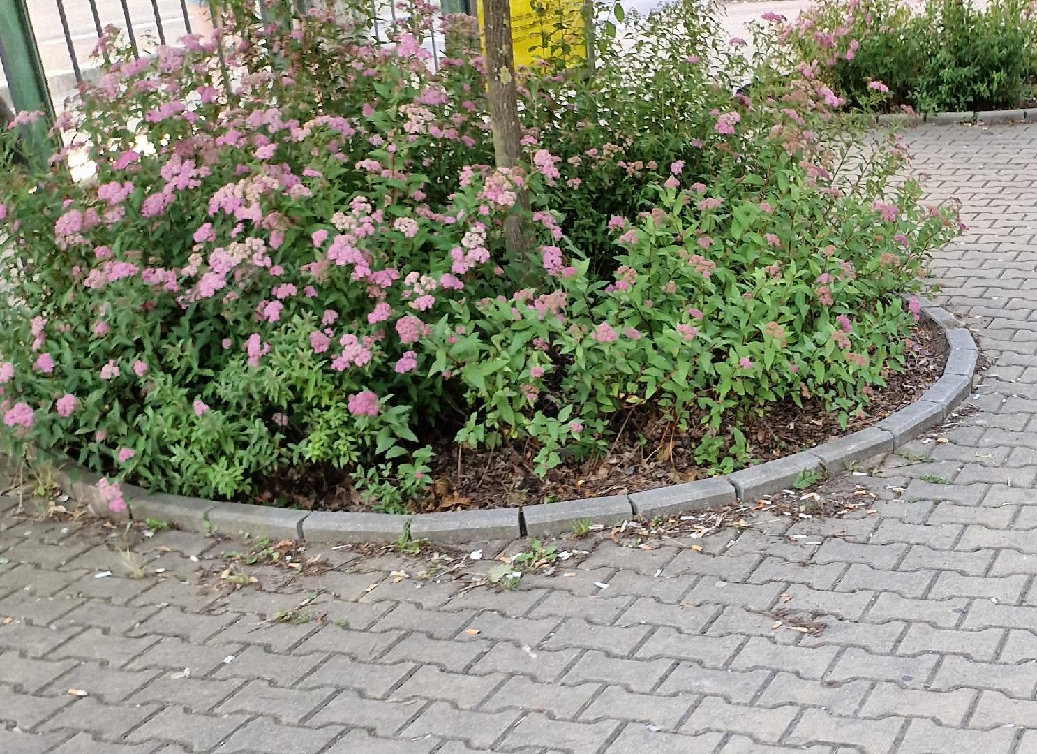 Obrovské množství nedopalků