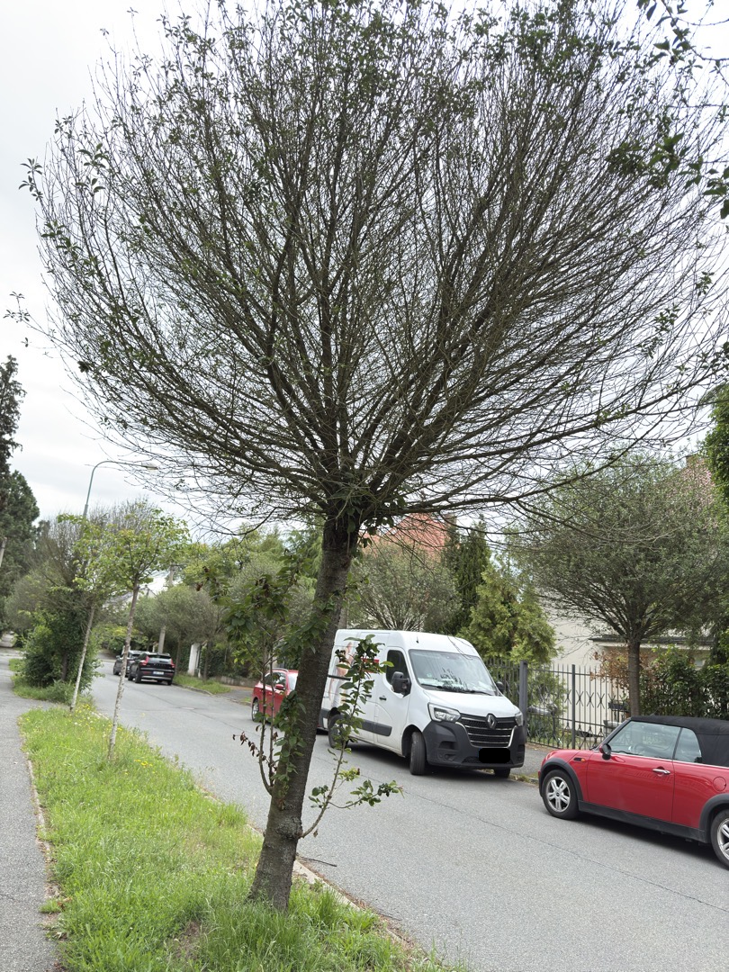 zašlé stromy