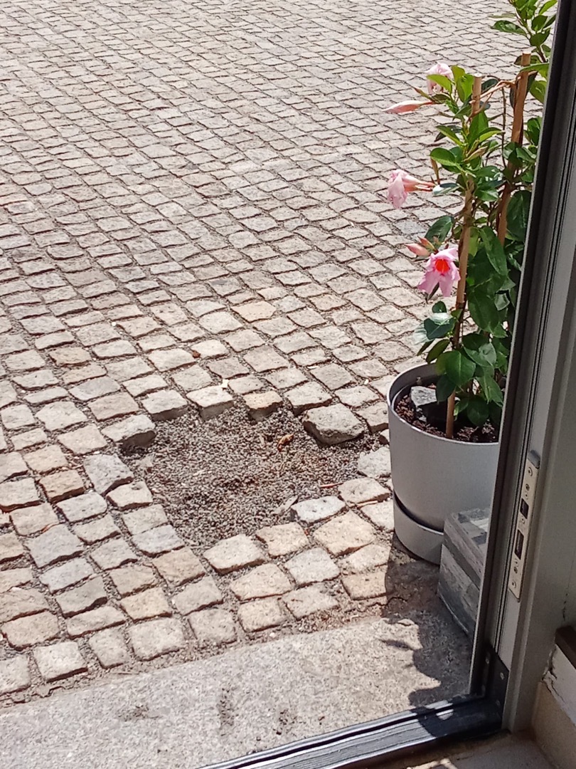 vytrhané kostky z chodníku.