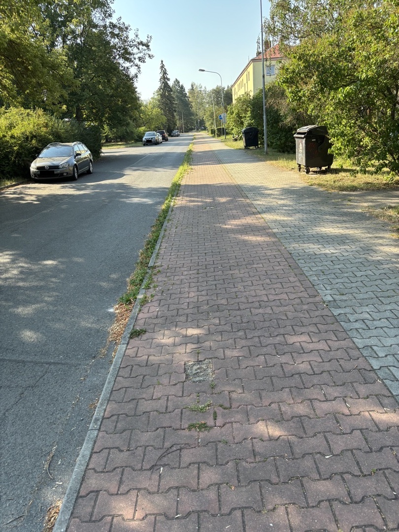 Zarostlá silnice