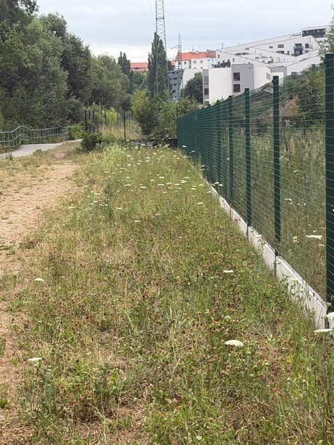 Bolševník