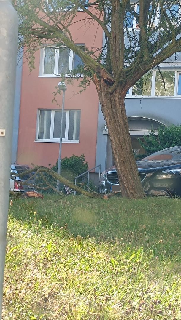 Zlomený strom