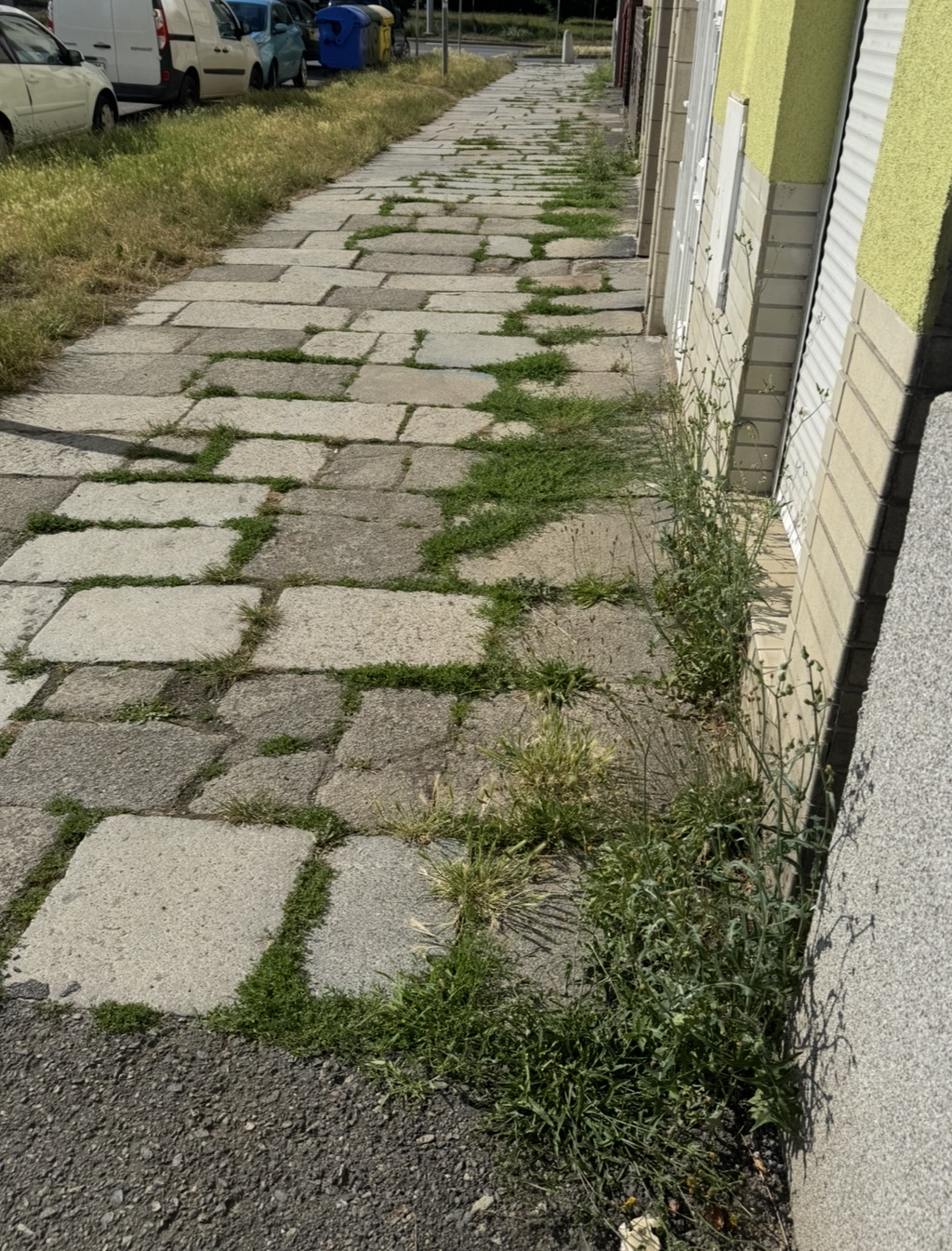 Plevel v chodníku