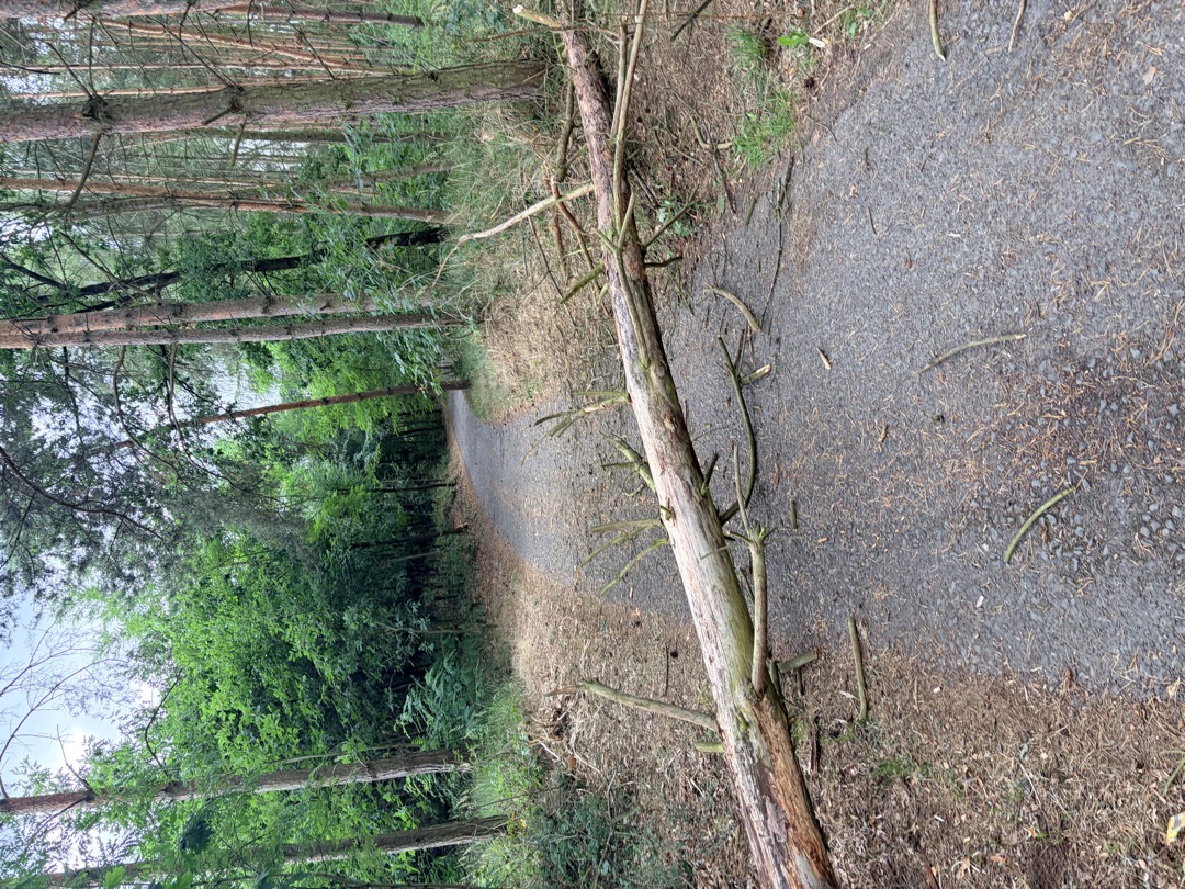 strom přes cyklostezku