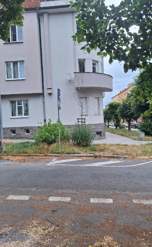 Suchý strom
