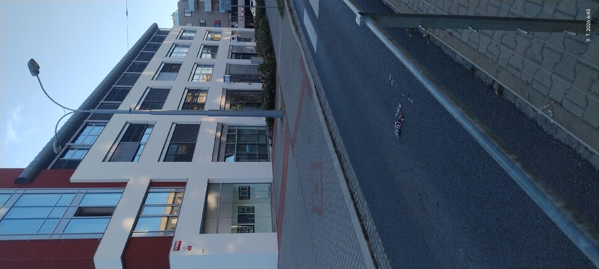 Sražený holub