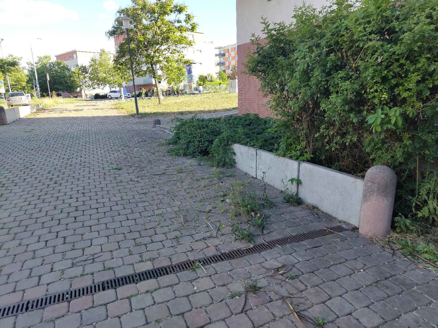 Zarostlý a zanesený chodník