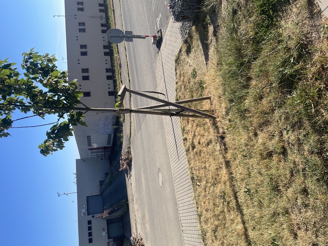 Rozpadlé kotvení stromu 
