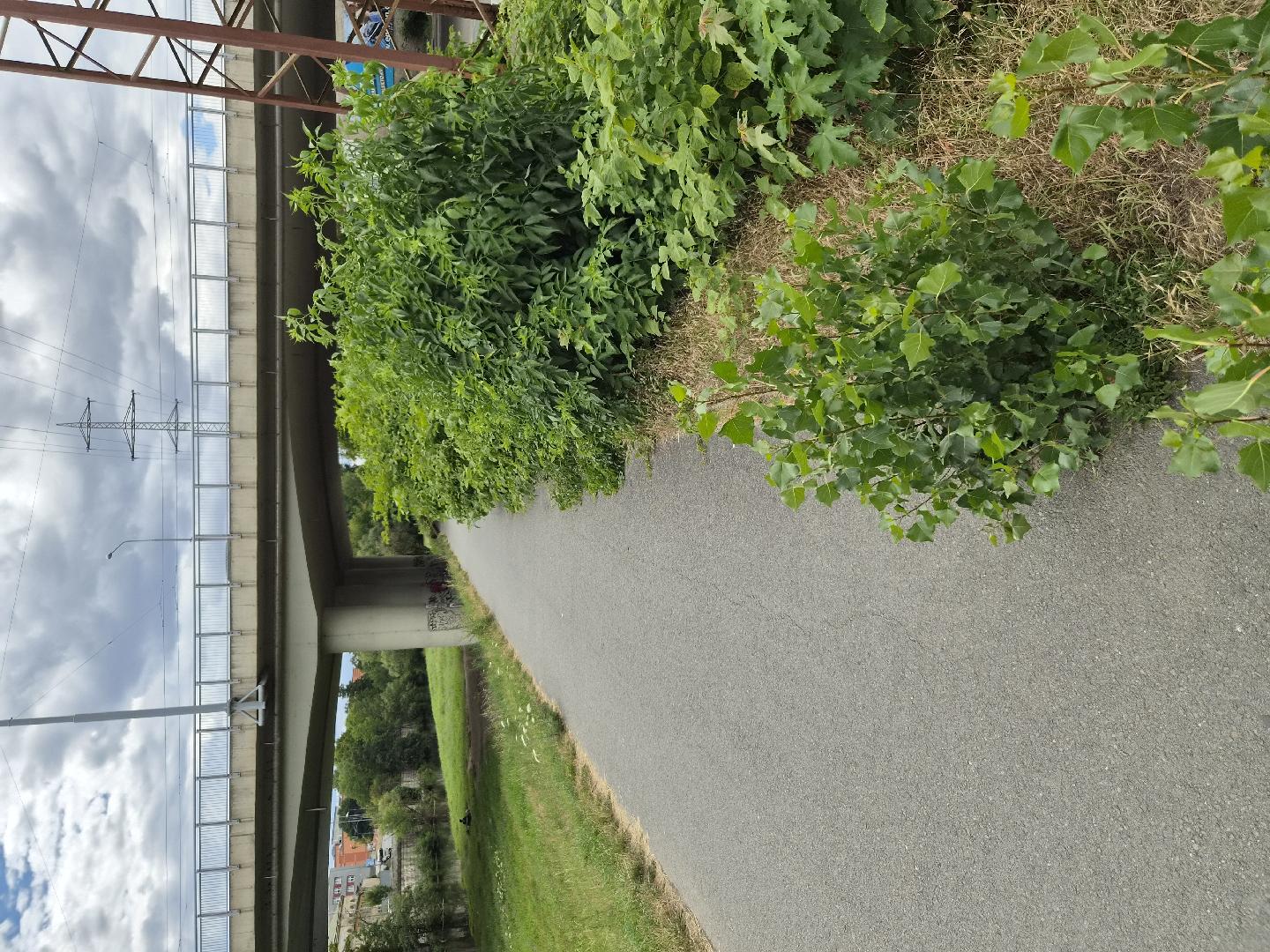 posekat, už není vidět chodník
