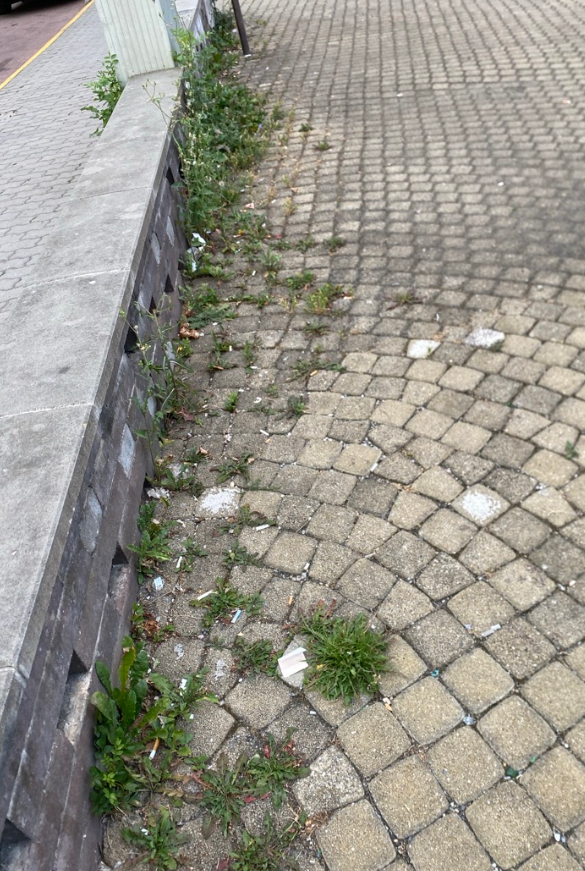 Nepořádek u zídky