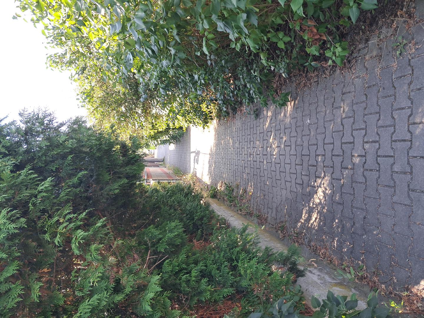 Zeleň zasahuje do chodníku