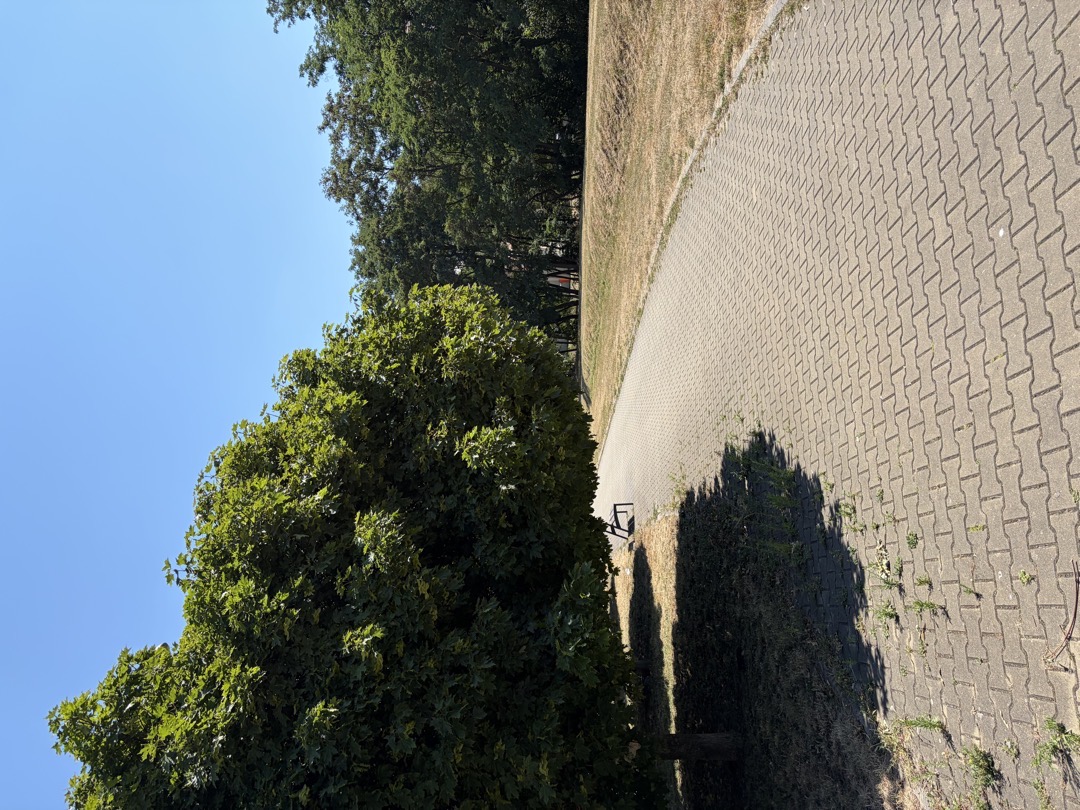 Nízké větve