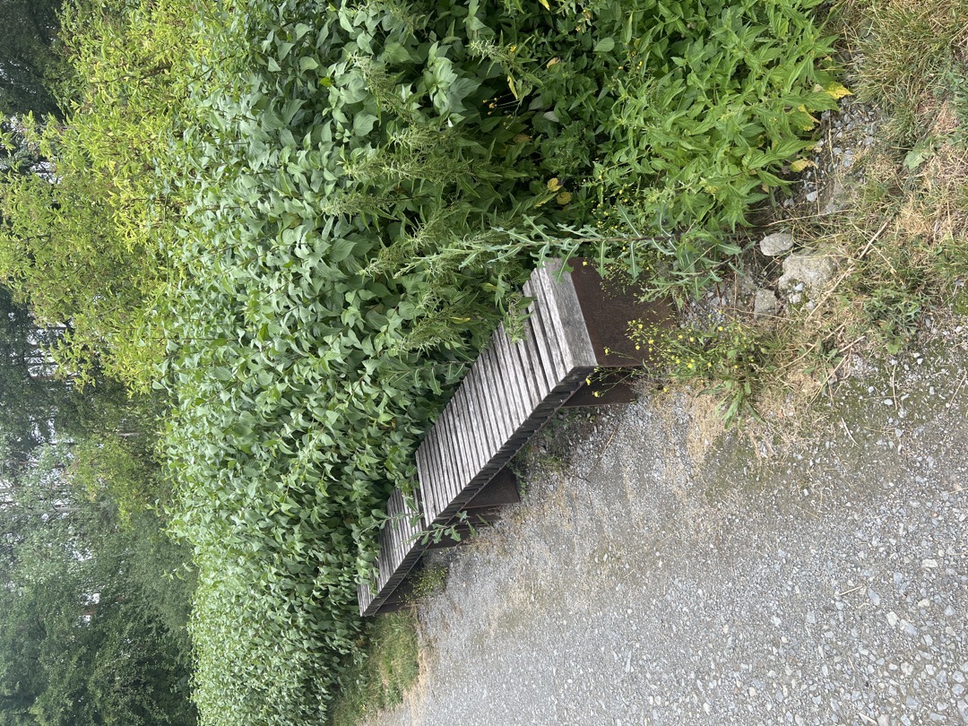 Přerostlá zeleň