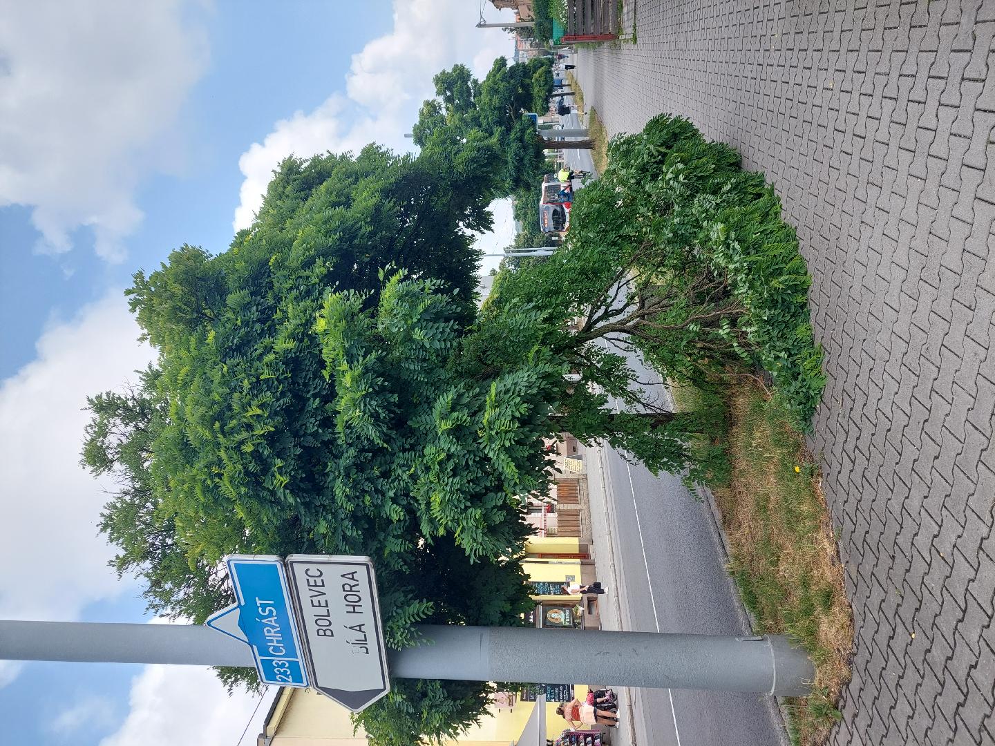 Ulomená větev v chodníku 