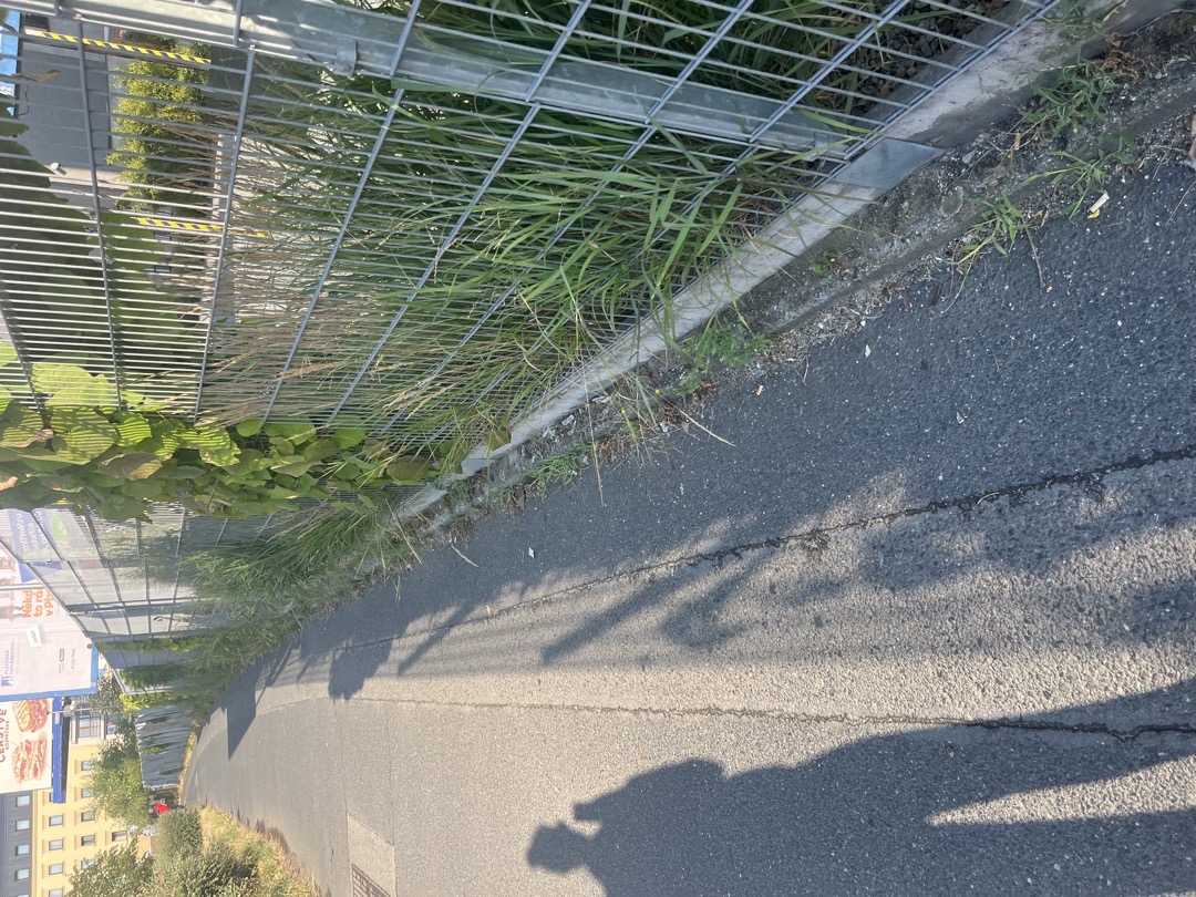 Plevel u chodníku