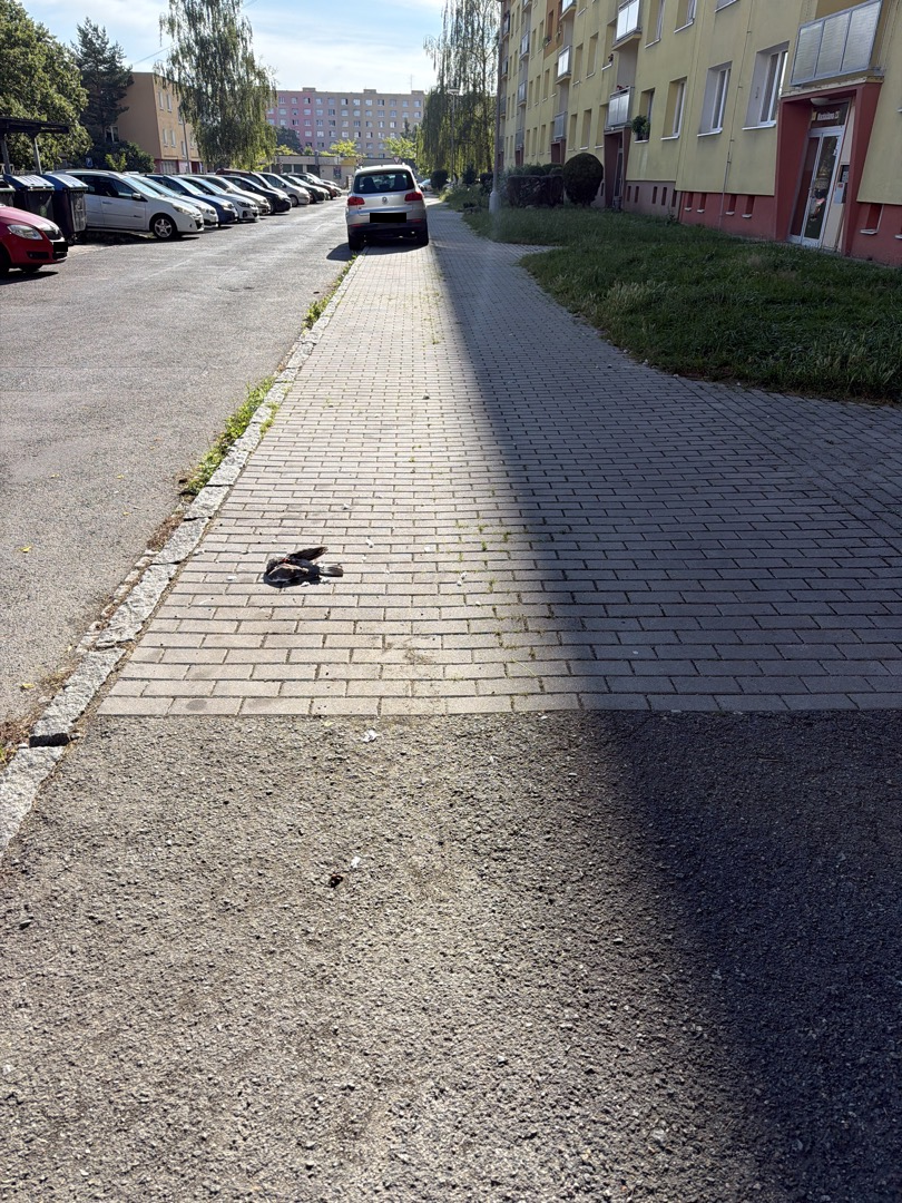 Mrtvý holub