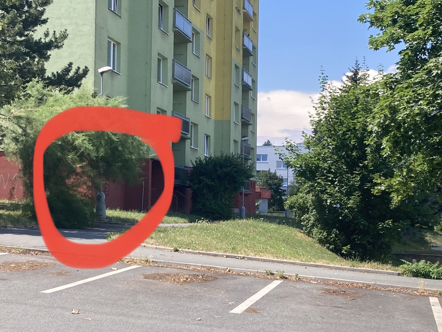 Neudržovaná zeleň 