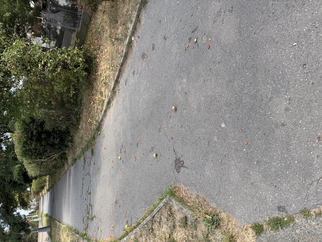 Opadaná a rozšlapaná jablka