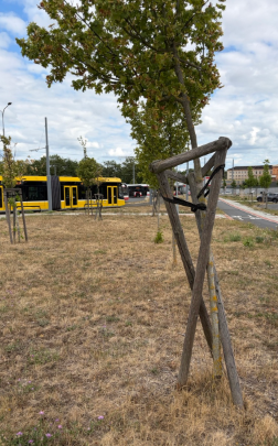 Kotvení stromů