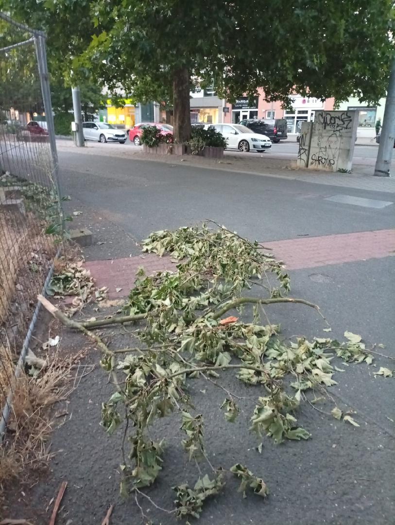 Větve Americká