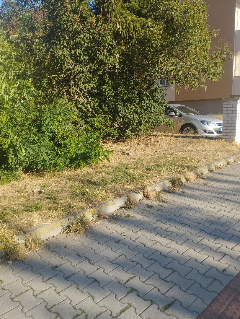 mrtvý holub