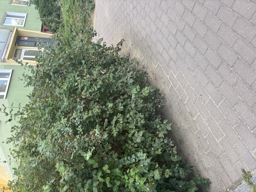Ostříhání křoví