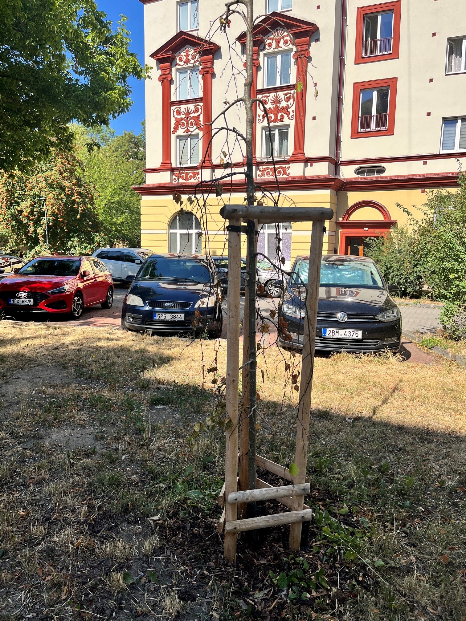 Suchý strom