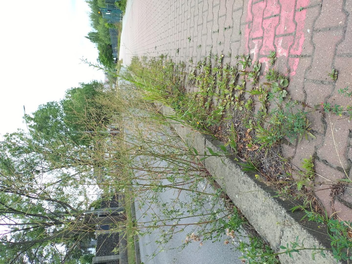 U Velkého rybníka - silnice 