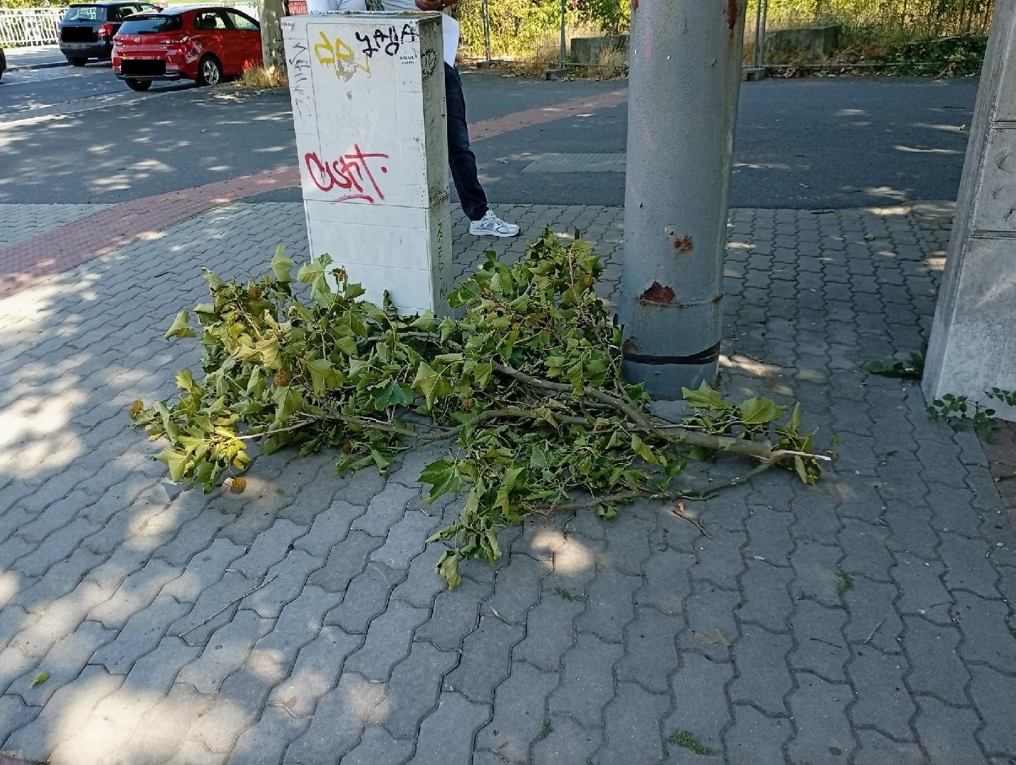 Větve Americká 2