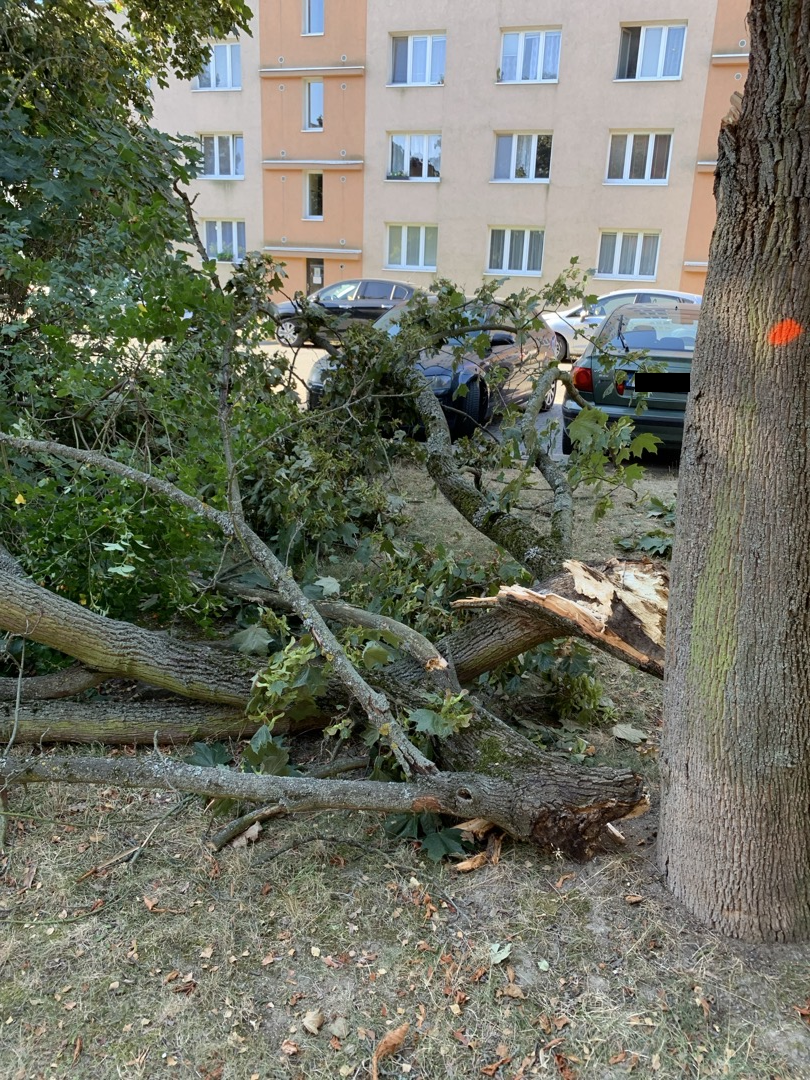 Ulomená větev