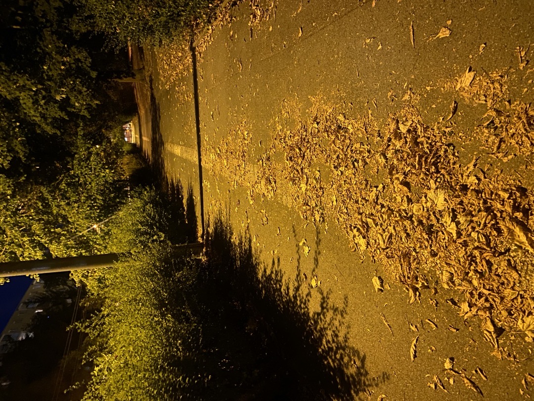 úklid listí a prořezání stromů