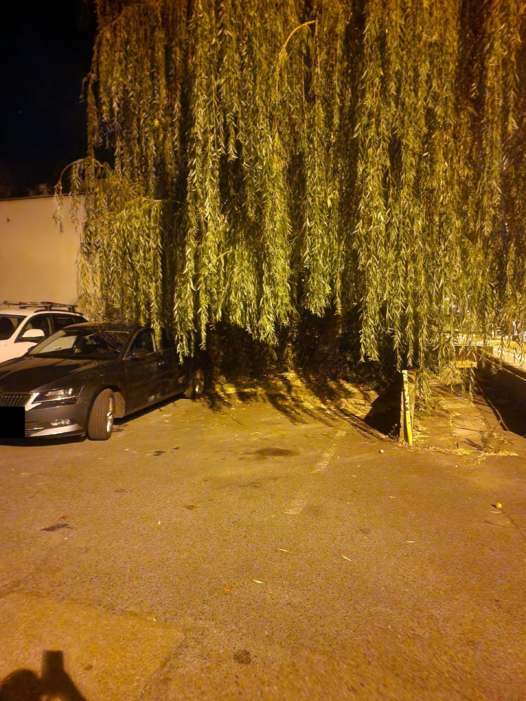 Dlouhé větve