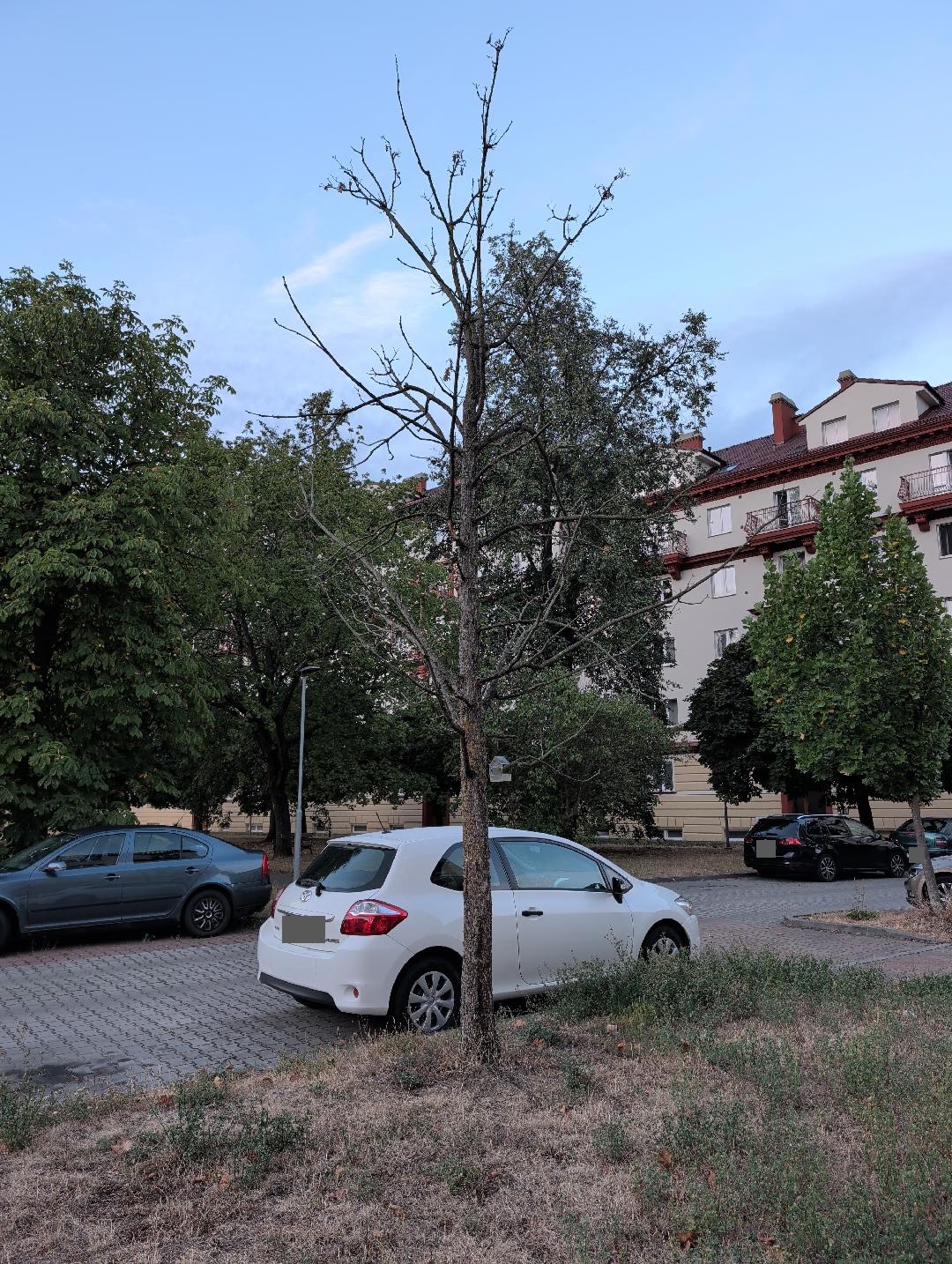 Mrtvý strom