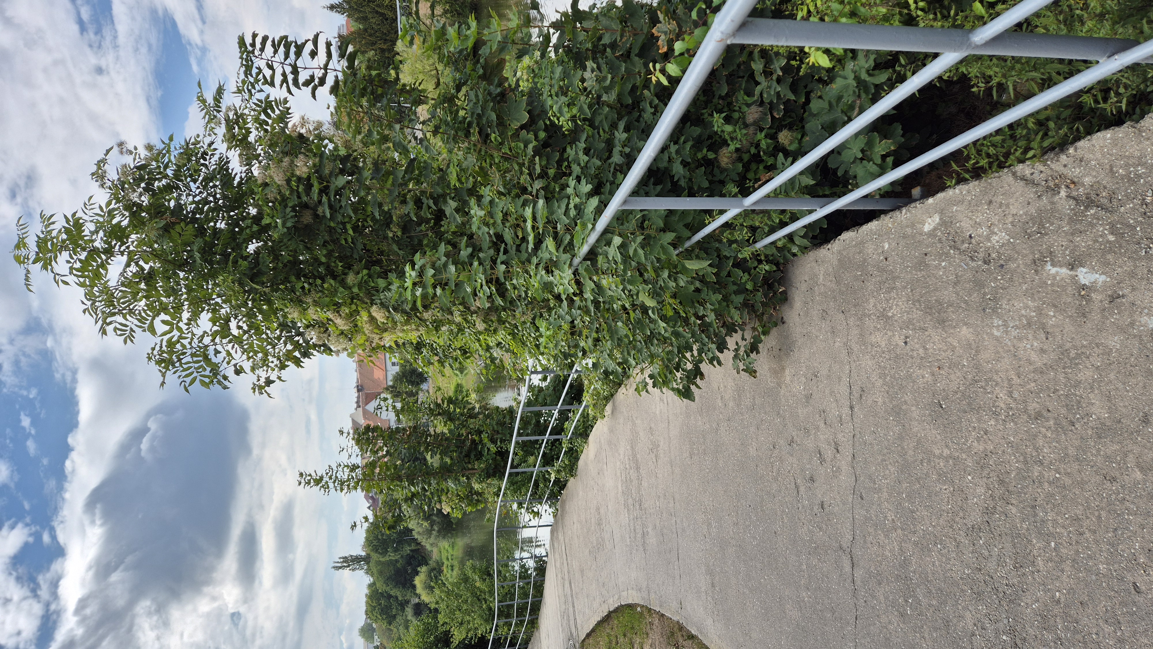 Zarostlá stezka