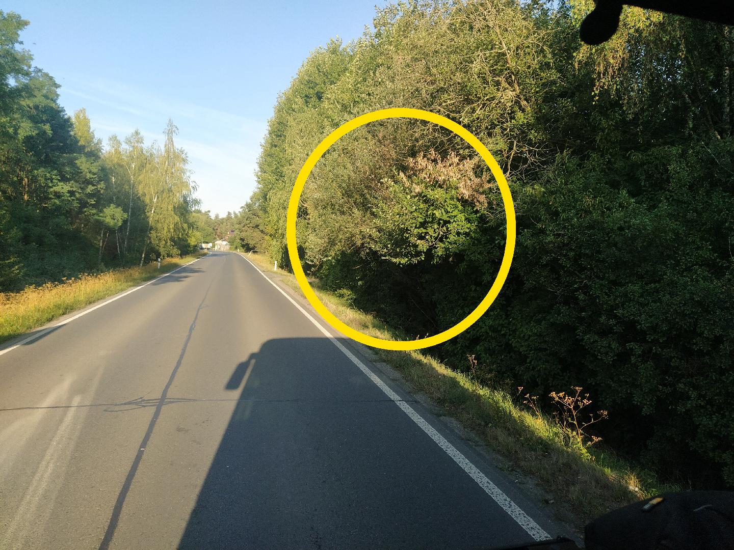 Větve do silnice