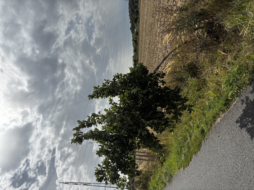 Strom bez podpory