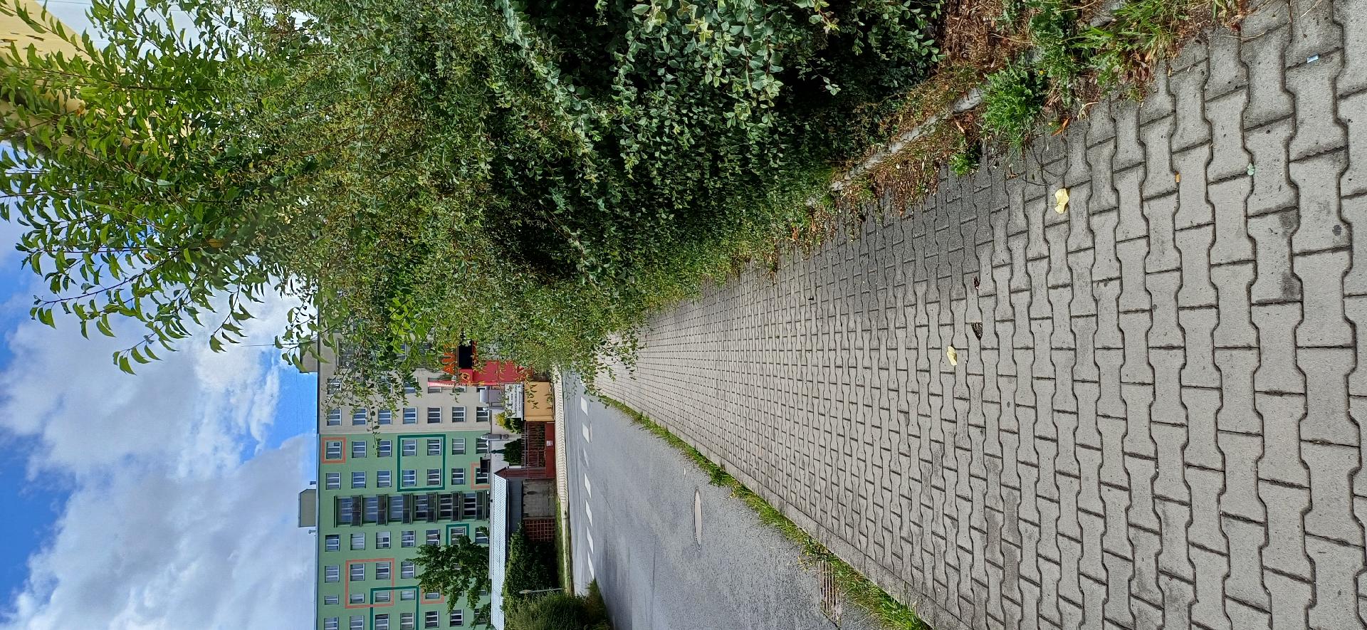 Křoví do chodníku