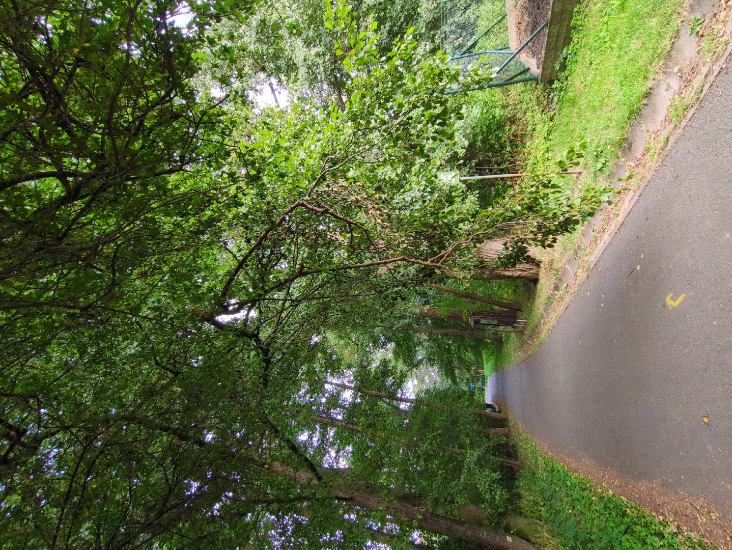 Zlomená větev nad cyklostezkou