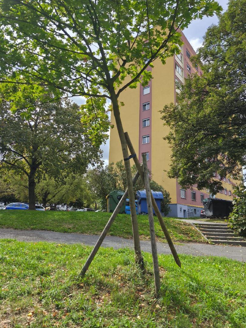 vyvrácený nově zasazený strom