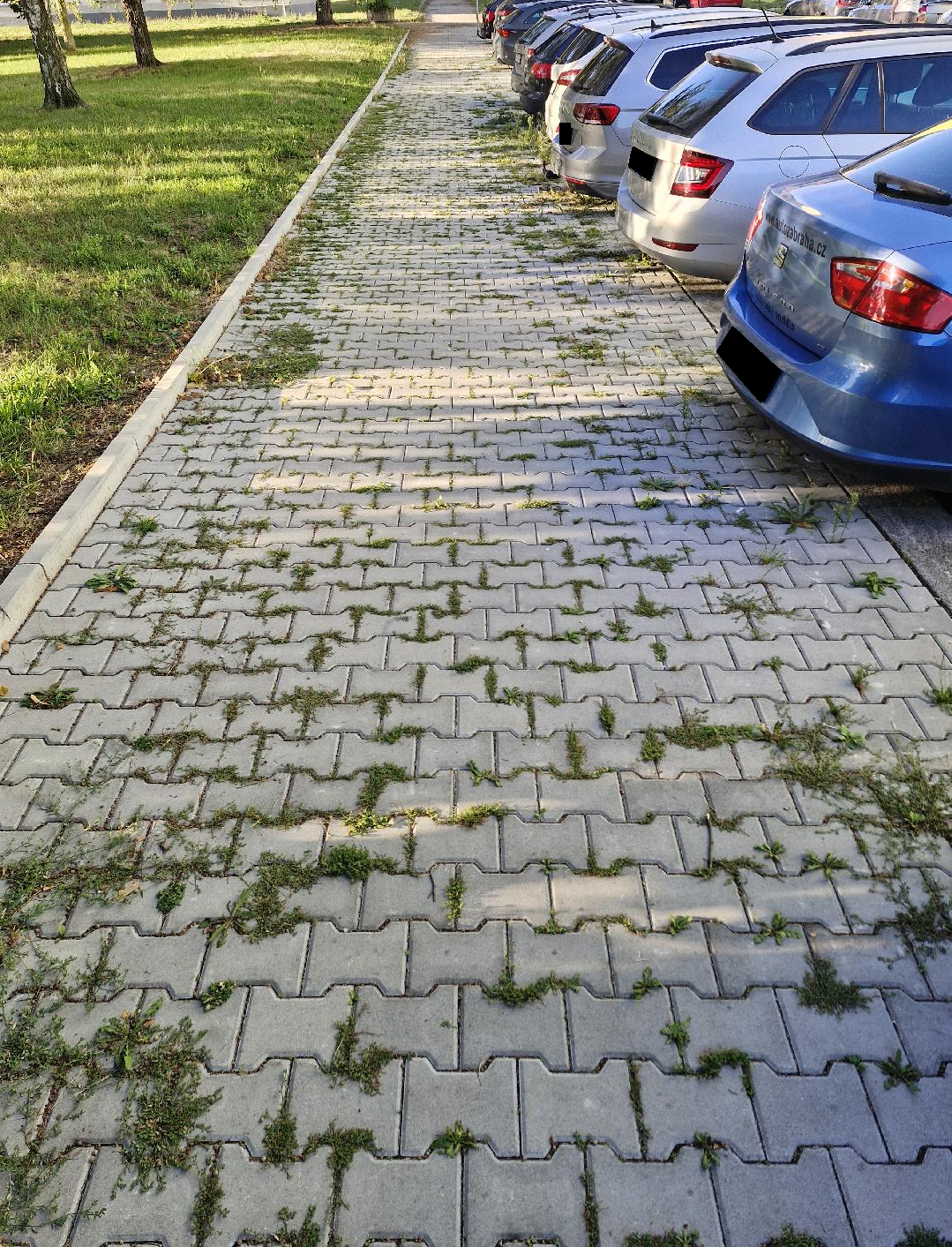 Prorůstající plevel